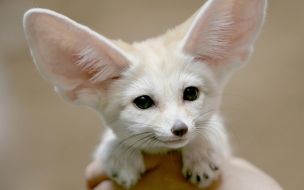 Fennec fox animal wallpaper