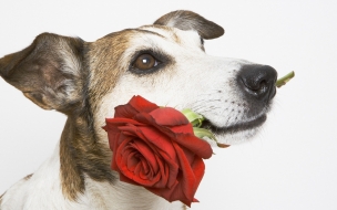 Fondo de pantalla perro con una flor roja