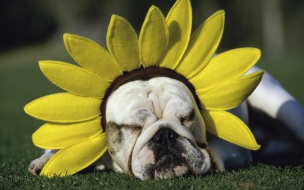 Fondo de pantalla perro con girasol