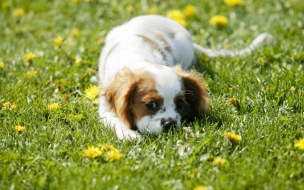 Fondo de pantalla perro entre flores