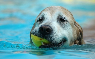 Fondo de pantalla perro nadando