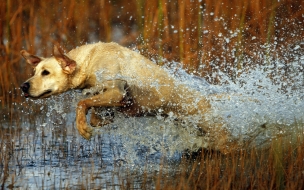 Fondo de pantalla perro saliendo del agua