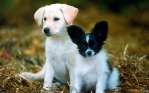 Fondo de pantalla perros abandonados