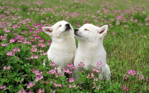 Fondo de pantalla perros acariciandose en jardin