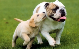 Fondo de pantalla perros corriendo en jardin