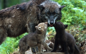 Fondo de pantalla loba con hijos