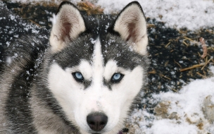 Fondo de pantalla lobo en nieve