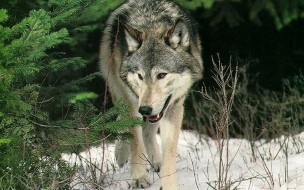 Fondo de pantalla lobo cazando