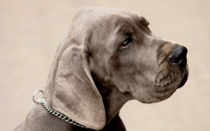 Fondo de pantalla mirada de perro triste