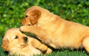 Fondo de pantalla perros jugando en cesped