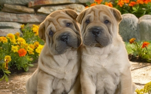 Fondo de pantalla perros shar pei