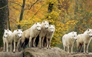 Fondo de pantalla lobos blancos