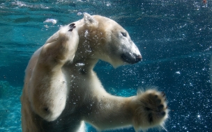 Funny Animals Swimming Polar Bear Full