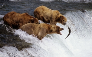 HD Animals wallpapers Brown Bears Alaska