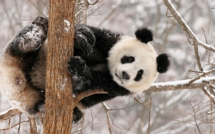 Fondo de pantalla oso panda jugando