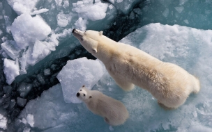 Fondo de pantalla osa polar con su hijo