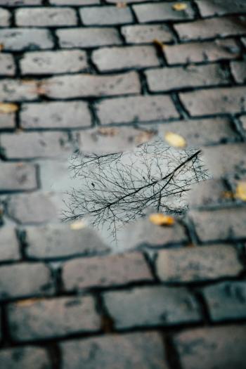 Fondo de pantalla de Fondo de Pantalla de pexels_29536495.jpg