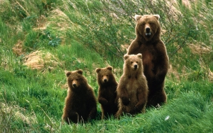 Fondo de pantalla osa grizzly con sus bebes