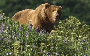 Fondo de pantalla oso grizzly mirando