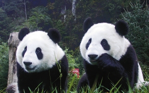 Fondo de pantalla osos pandas hermosos