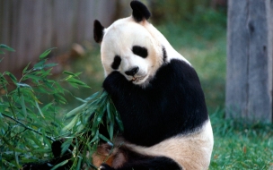 Fondo de pantalla oso panda comiendo bambu