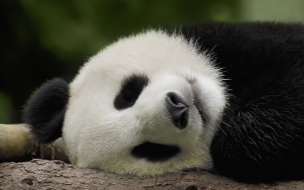 Fondo de pantalla oso panda cansado