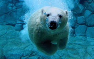 Fondo de pantalla oso polar en el agua mirando