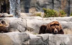 Fondo de pantalla grizzly dormido