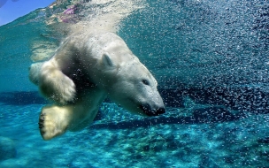 Fondo de pantalla de oso polar nadando