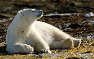 Fondo de pantalla oso polar observando el horizonte