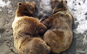 Fondo de pantalla osos grizzlys ocostados