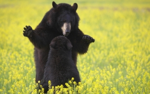 Fondo de pantalla osos negros americanos jugando