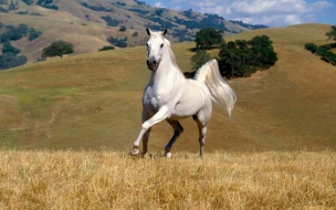 Fondo de pantalla caballo blanco corriendo