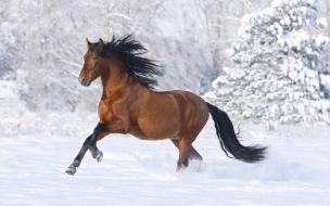 Fondo de pantalla caballo corriendo en la nieve