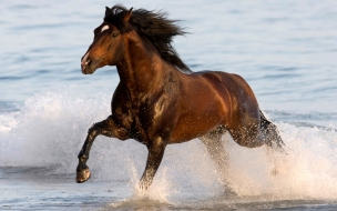 Fondo de pantalla caballo en el mar