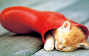 Fondo de pantalla gato dormido en una bota