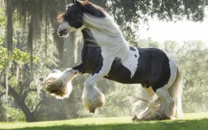 Fondo de pantalla caballo irish cob