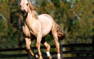 Fondo de pantalla caballo solitario