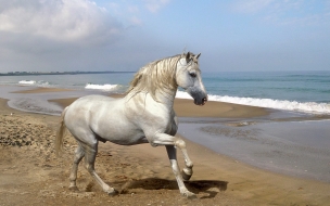 Fondo de pantalla caballo blanco en la orilla