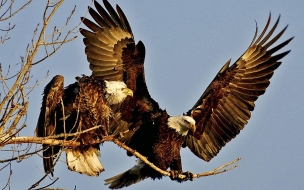 Fondo de pantalla de aguilas volando