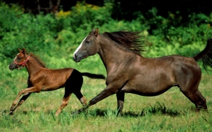 Fondo de pantalla caballos corriendo en campo