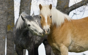 Fondo de pantalla caballos enamorados