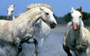 Fondo de pantalla caballos jugando