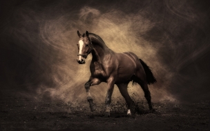 Horse animal wallpaper