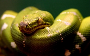 Fondo de pantalla culebra verde enrollada