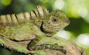 Fondo de pantalla iguana mirando