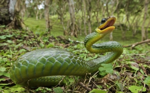 Fondo de pantalla serpiente verde