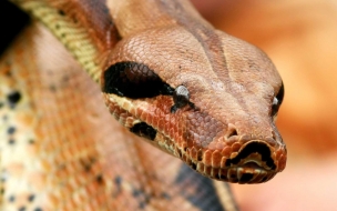 Fondo de pantalla cabeza de serpiente