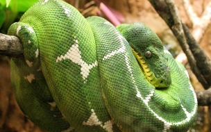 Fondo de pantalla serpiente verde enrollada