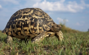 Fondo de pantalla tortuga gorda caminando